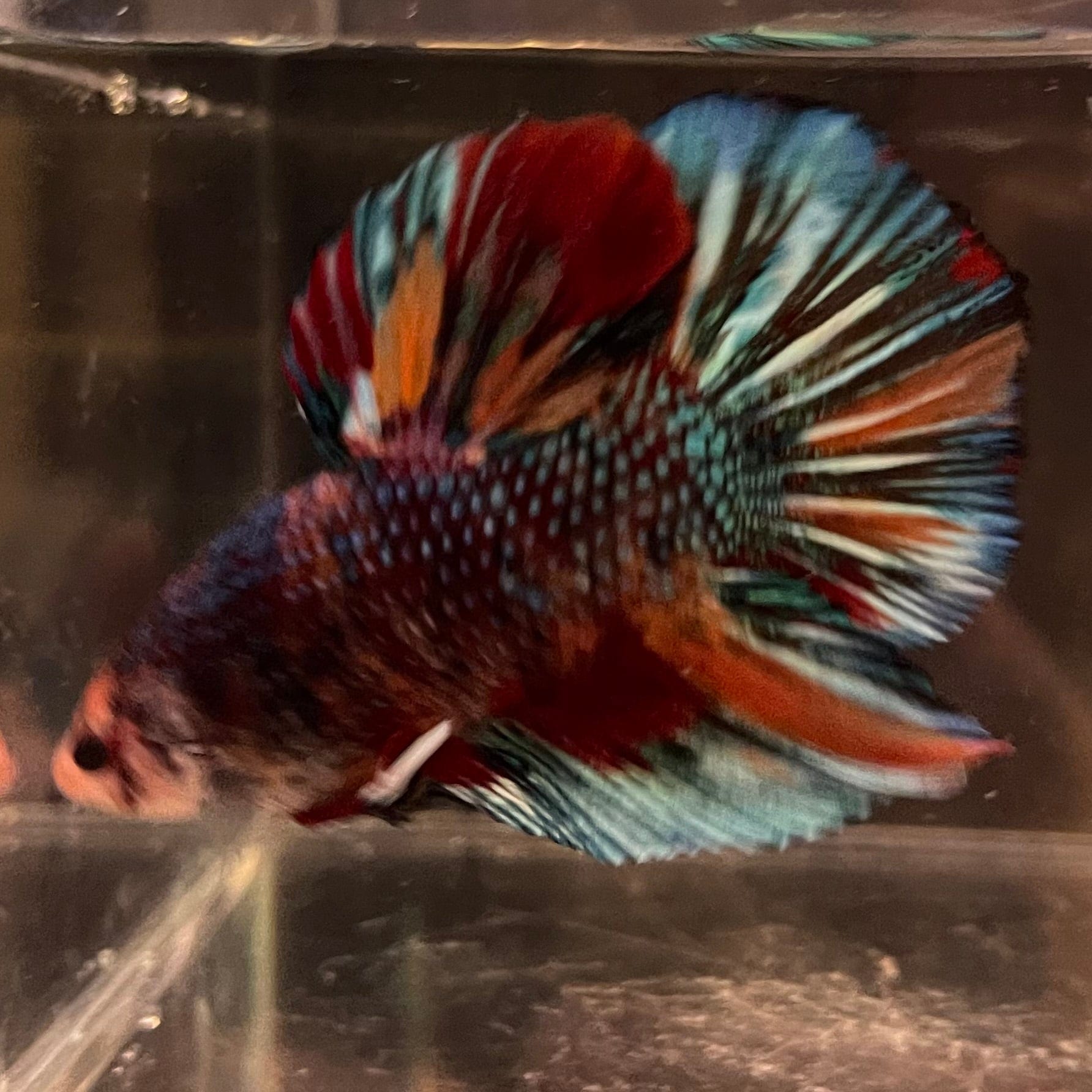 the-fish-farm Premium Male Betta Giant Plakat Multi-Coloured Male Betta - One Only - 4 Buy this Giant Plakat Multi-Coloured Male Betta - One Only - 4 in Australia