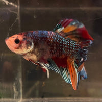the-fish-farm Premium Male Betta Giant Plakat Multi-Coloured Male Betta - One Only - 4 Buy this Giant Plakat Multi-Coloured Male Betta - One Only - 4 in Australia