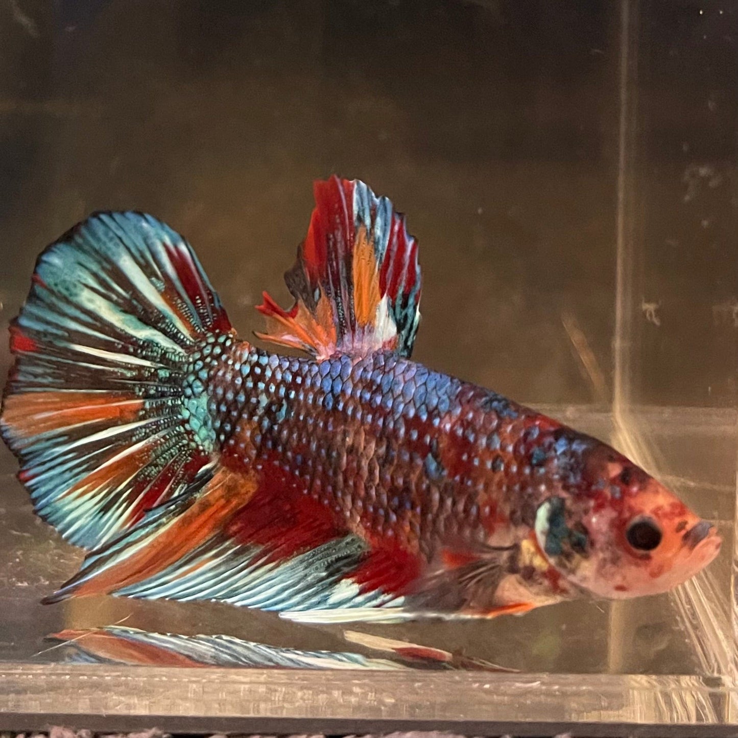 the-fish-farm Premium Male Betta Giant Plakat Multi-Coloured Male Betta - One Only - 4 Buy this Giant Plakat Multi-Coloured Male Betta - One Only - 4 in Australia