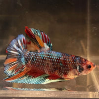 the-fish-farm Premium Male Betta Giant Plakat Multi-Coloured Male Betta - One Only - 4 Buy this Giant Plakat Multi-Coloured Male Betta - One Only - 4 in Australia