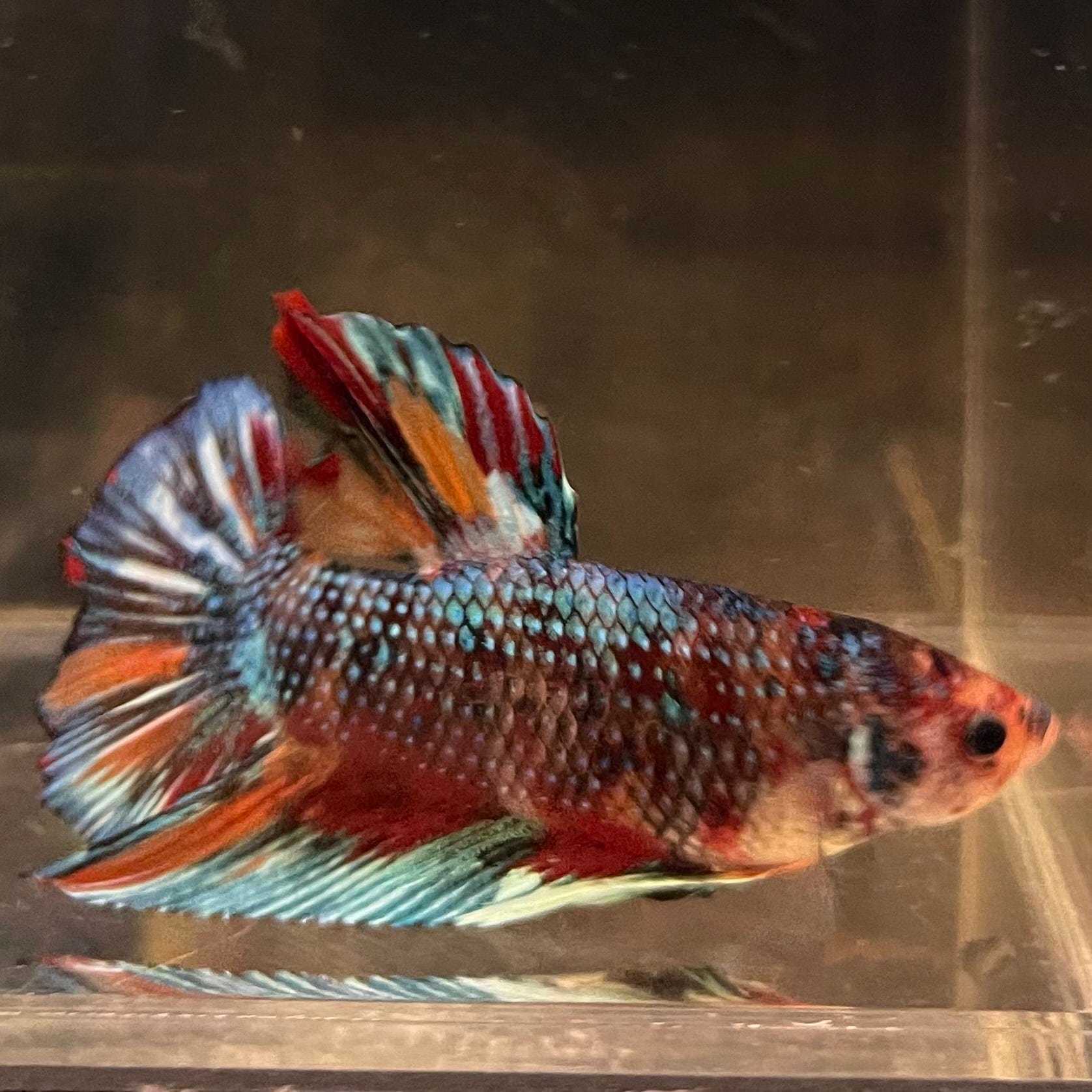 the-fish-farm Premium Male Betta Giant Plakat Multi-Coloured Male Betta - One Only - 4 Buy this Giant Plakat Multi-Coloured Male Betta - One Only - 4 in Australia