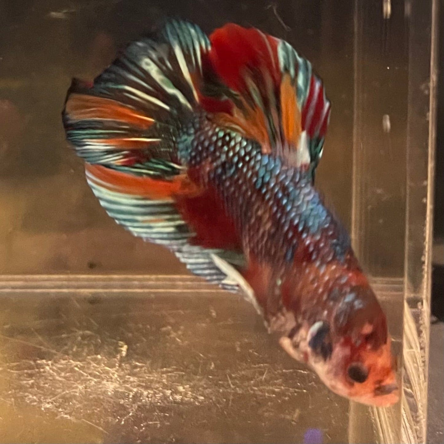 the-fish-farm Premium Male Betta Giant Plakat Multi-Coloured Male Betta - One Only - 4 Buy this Giant Plakat Multi-Coloured Male Betta - One Only - 4 in Australia