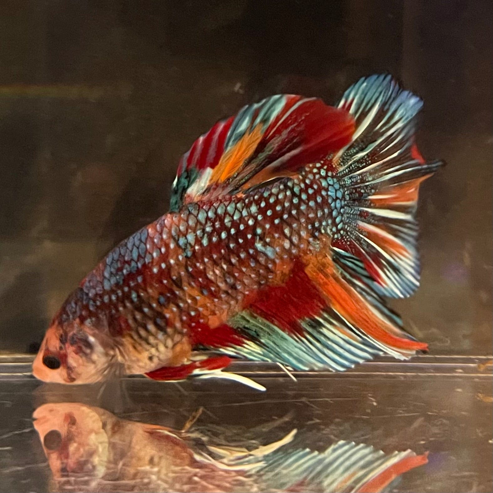 the-fish-farm Premium Male Betta Giant Plakat Multi-Coloured Male Betta - One Only - 4 Buy this Giant Plakat Multi-Coloured Male Betta - One Only - 4 in Australia