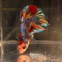 the-fish-farm Premium Male Betta Giant Plakat Multi-Coloured Male Betta - One Only - 4 Buy this Giant Plakat Multi-Coloured Male Betta - One Only - 4 in Australia