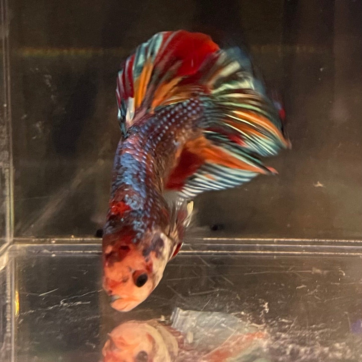 the-fish-farm Premium Male Betta Giant Plakat Multi-Coloured Male Betta - One Only - 4 Buy this Giant Plakat Multi-Coloured Male Betta - One Only - 4 in Australia
