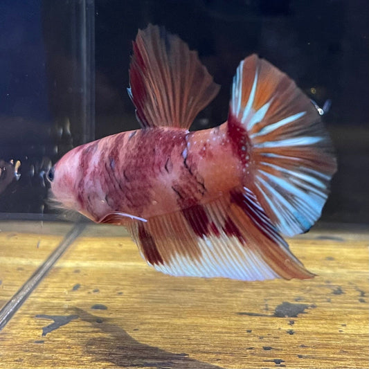 the-fish-farm Premium Male Betta Giant Plakat Multi-Coloured Male Betta - One Only - 5 Buy this Giant Plakat Multi-Coloured Male Betta - One Only - 1 in Australia