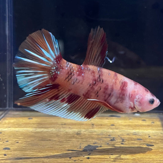 the-fish-farm Premium Male Betta Giant Plakat Multi-Coloured Male Betta - One Only - 5 Buy this Giant Plakat Multi-Coloured Male Betta - One Only - 1 in Australia