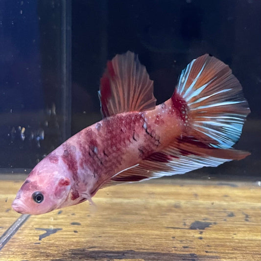 the-fish-farm Premium Male Betta Giant Plakat Multi-Coloured Male Betta - One Only - 5 Buy this Giant Plakat Multi-Coloured Male Betta - One Only - 1 in Australia