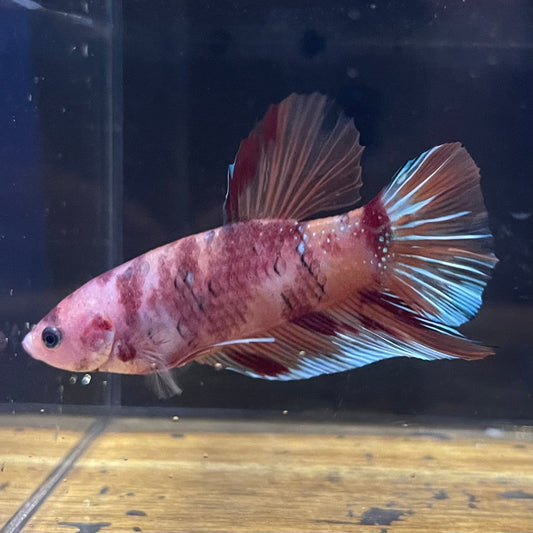 the-fish-farm Premium Male Betta Giant Plakat Multi-Coloured Male Betta - One Only - 5 Buy this Giant Plakat Multi-Coloured Male Betta - One Only - 1 in Australia