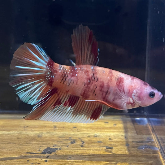 the-fish-farm Premium Male Betta Giant Plakat Multi-Coloured Male Betta - One Only - 5 Buy this Giant Plakat Multi-Coloured Male Betta - One Only - 1 in Australia