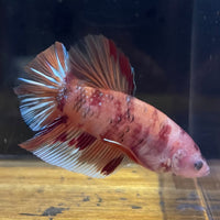 the-fish-farm Premium Male Betta Giant Plakat Multi-Coloured Male Betta - One Only - 5 Buy this Giant Plakat Multi-Coloured Male Betta - One Only - 1 in Australia