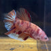 the-fish-farm Premium Male Betta Giant Plakat Multi-Coloured Male Betta - One Only - 5 Buy this Giant Plakat Multi-Coloured Male Betta - One Only - 1 in Australia