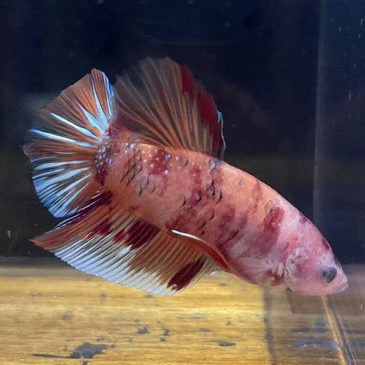 the-fish-farm Premium Male Betta Giant Plakat Multi-Coloured Male Betta - One Only - 5 Buy this Giant Plakat Multi-Coloured Male Betta - One Only - 1 in Australia