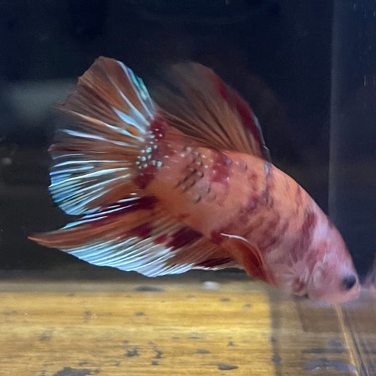 the-fish-farm Premium Male Betta Giant Plakat Multi-Coloured Male Betta - One Only - 5 Buy this Giant Plakat Multi-Coloured Male Betta - One Only - 1 in Australia