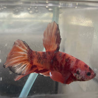 the-fish-farm Premium Male Betta Giant Plakat Multi-Coloured Male Betta - One Only - 5 Buy this Giant Plakat Multi-Coloured Male Betta - One Only - 5 in Australia