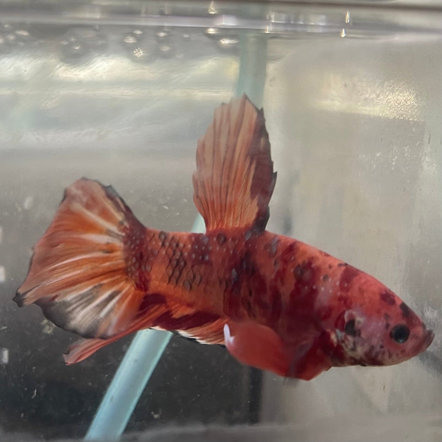 the-fish-farm Premium Male Betta Giant Plakat Multi-Coloured Male Betta - One Only - 5 Buy this Giant Plakat Multi-Coloured Male Betta - One Only - 5 in Australia
