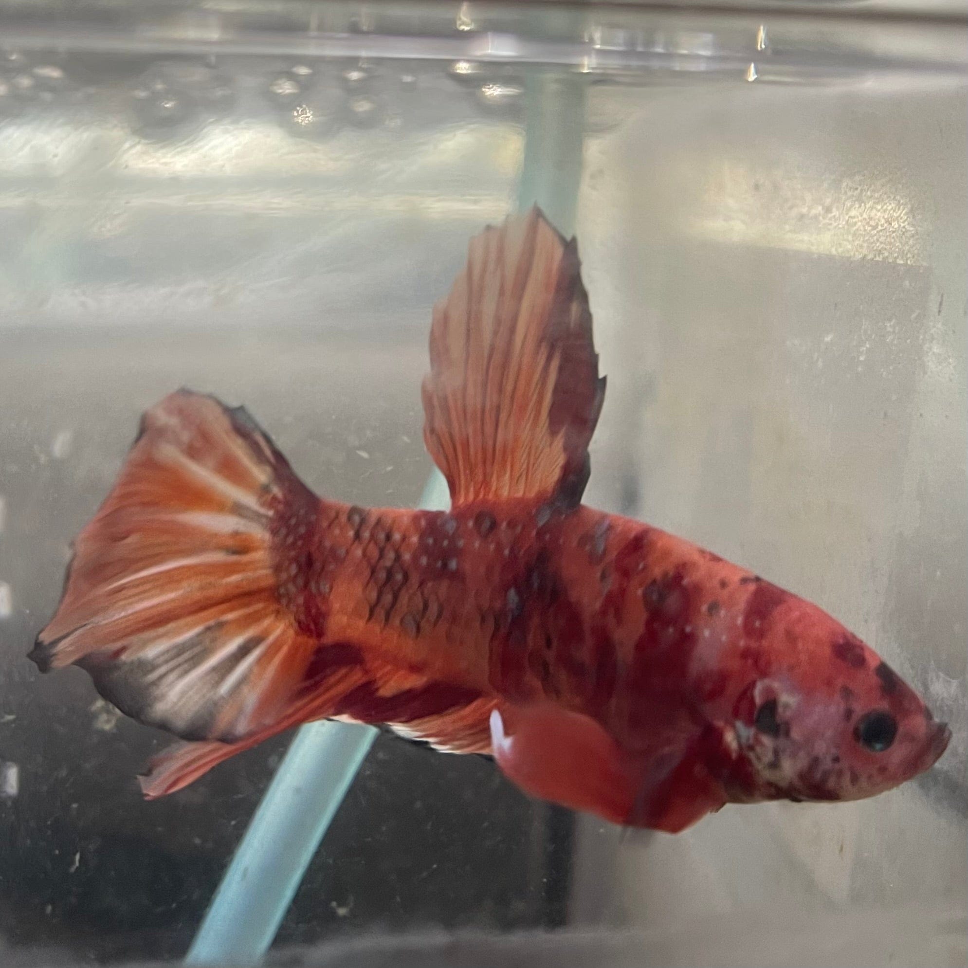 the-fish-farm Premium Male Betta Giant Plakat Multi-Coloured Male Betta - One Only - 5 Buy this Giant Plakat Multi-Coloured Male Betta - One Only - 5 in Australia