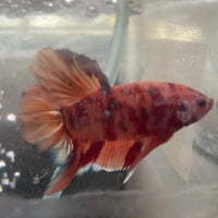 the-fish-farm Premium Male Betta Giant Plakat Multi-Coloured Male Betta - One Only - 5 Buy this Giant Plakat Multi-Coloured Male Betta - One Only - 5 in Australia