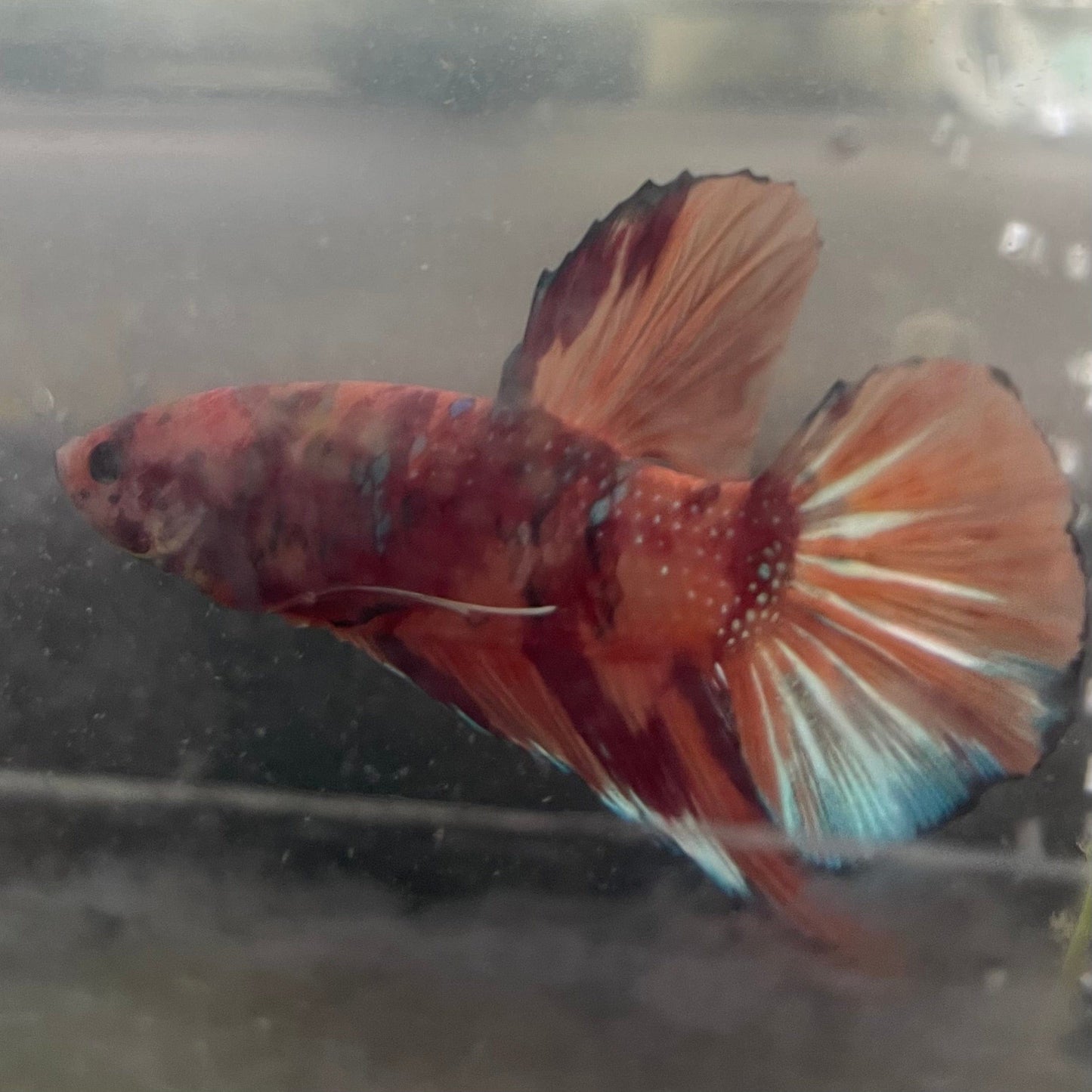 the-fish-farm Premium Male Betta Giant Plakat Multi-Coloured Male Betta - One Only - 5 Buy this Giant Plakat Multi-Coloured Male Betta - One Only - 5 in Australia