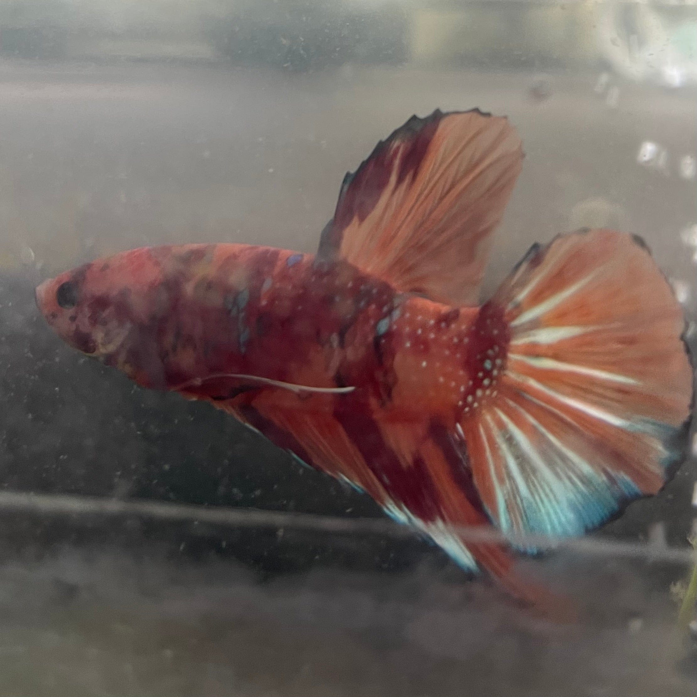 the-fish-farm Premium Male Betta Giant Plakat Multi-Coloured Male Betta - One Only - 5 Buy this Giant Plakat Multi-Coloured Male Betta - One Only - 5 in Australia