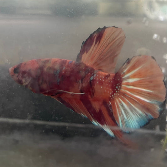 the-fish-farm Premium Male Betta Giant Plakat Multi-Coloured Male Betta - One Only - 5 Buy this Giant Plakat Multi-Coloured Male Betta - One Only - 5 in Australia