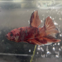 the-fish-farm Premium Male Betta Giant Plakat Multi-Coloured Male Betta - One Only - 5 Buy this Giant Plakat Multi-Coloured Male Betta - One Only - 5 in Australia