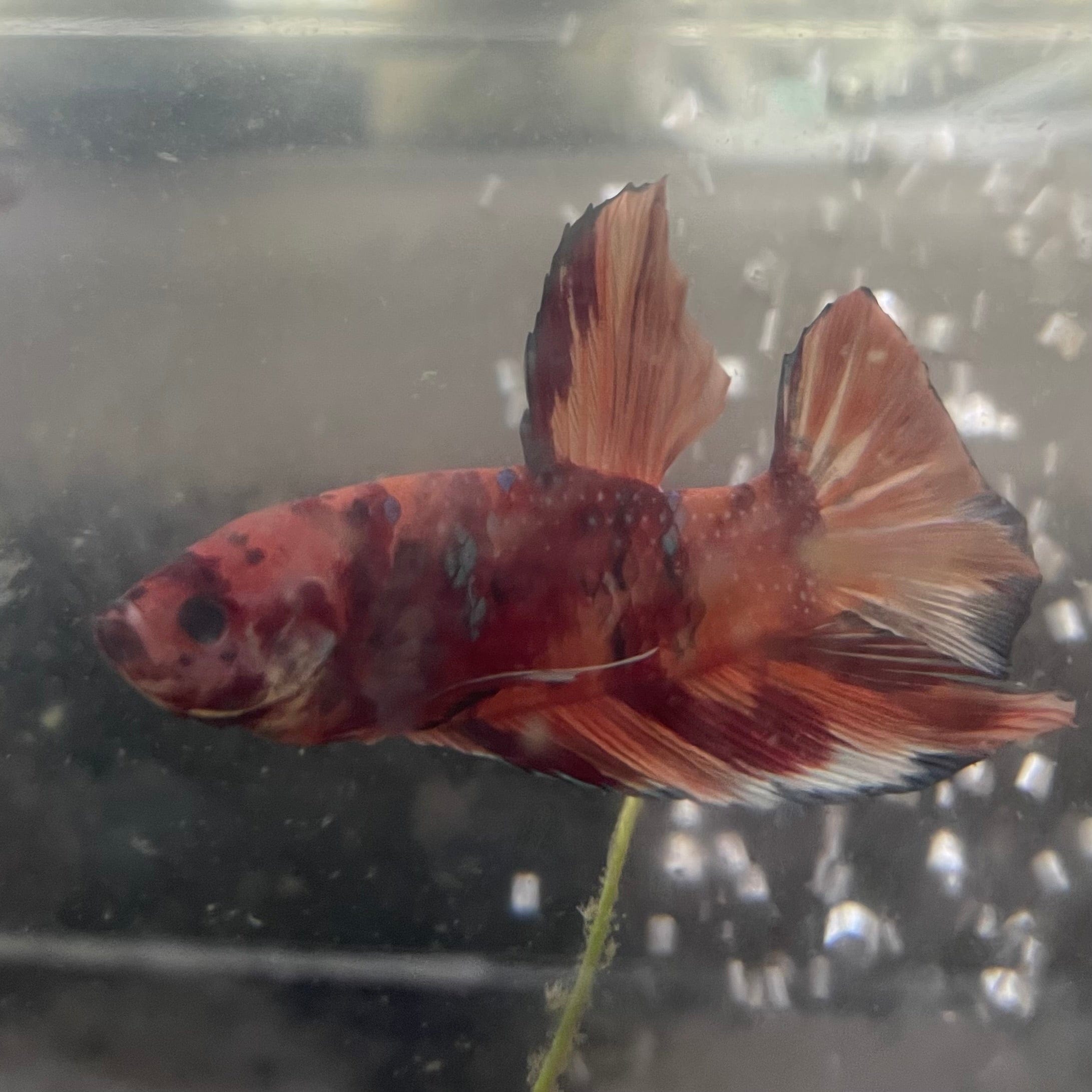 the-fish-farm Premium Male Betta Giant Plakat Multi-Coloured Male Betta - One Only - 5 Buy this Giant Plakat Multi-Coloured Male Betta - One Only - 5 in Australia