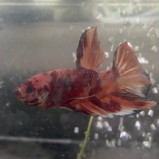 the-fish-farm Premium Male Betta Giant Plakat Multi-Coloured Male Betta - One Only - 5 Buy this Giant Plakat Multi-Coloured Male Betta - One Only - 5 in Australia