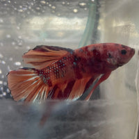 the-fish-farm Premium Male Betta Giant Plakat Multi-Coloured Male Betta - One Only - 5 Buy this Giant Plakat Multi-Coloured Male Betta - One Only - 5 in Australia
