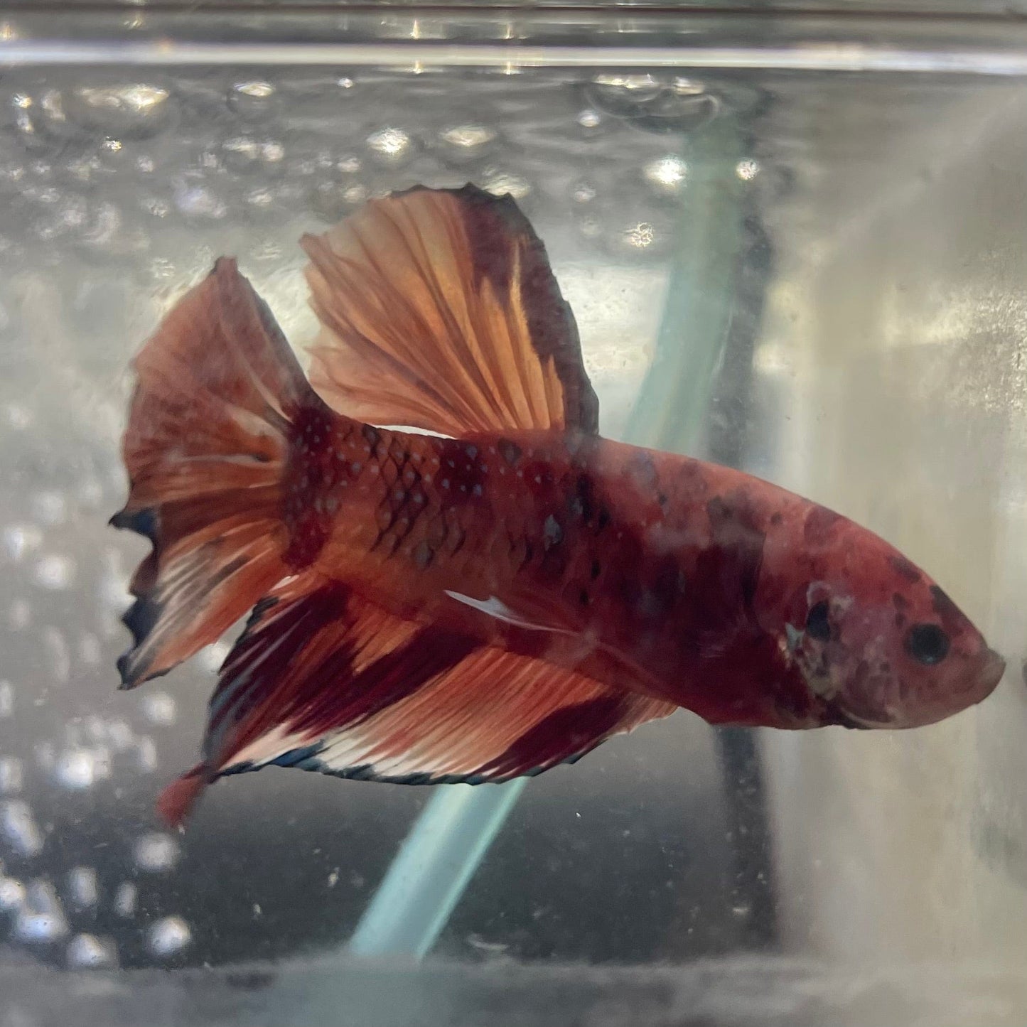 the-fish-farm Premium Male Betta Giant Plakat Multi-Coloured Male Betta - One Only - 5 Buy this Giant Plakat Multi-Coloured Male Betta - One Only - 5 in Australia