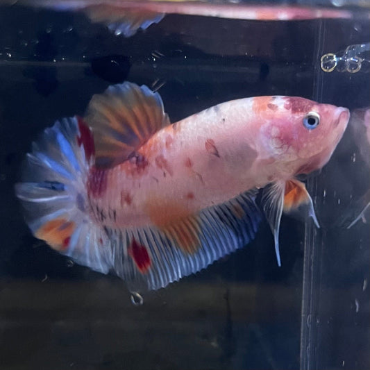 the-fish-farm Premium Male Betta Giant Plakat Multi-Coloured Male Betta - One Only - 6 Buy this Giant Plakat Multi-Coloured Male Betta - One Only - 1 in Australia