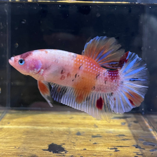 the-fish-farm Premium Male Betta Giant Plakat Multi-Coloured Male Betta - One Only - 6 Buy this Giant Plakat Multi-Coloured Male Betta - One Only - 1 in Australia