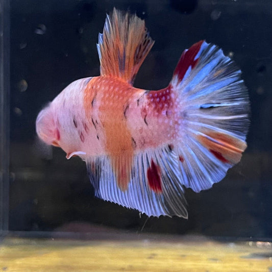 the-fish-farm Premium Male Betta Giant Plakat Multi-Coloured Male Betta - One Only - 6 Buy this Giant Plakat Multi-Coloured Male Betta - One Only - 1 in Australia