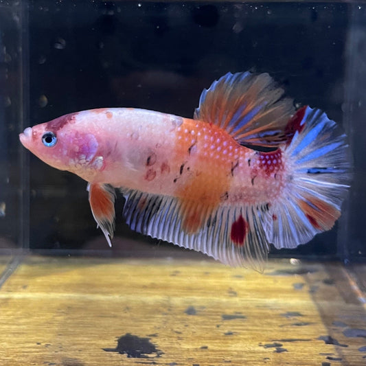 the-fish-farm Premium Male Betta Giant Plakat Multi-Coloured Male Betta - One Only - 6 Buy this Giant Plakat Multi-Coloured Male Betta - One Only - 1 in Australia
