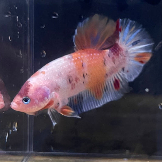 the-fish-farm Premium Male Betta Giant Plakat Multi-Coloured Male Betta - One Only - 6 Buy this Giant Plakat Multi-Coloured Male Betta - One Only - 1 in Australia