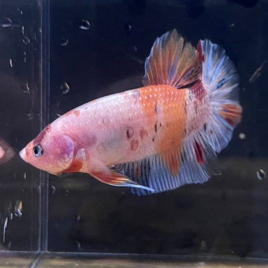 the-fish-farm Premium Male Betta Giant Plakat Multi-Coloured Male Betta - One Only - 6 Buy this Giant Plakat Multi-Coloured Male Betta - One Only - 1 in Australia