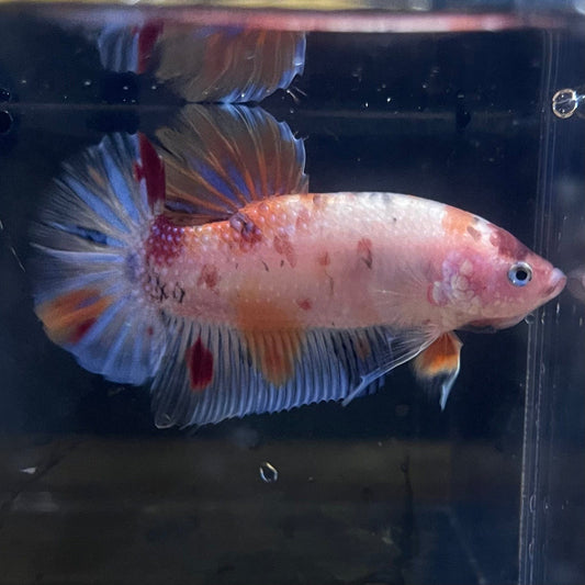 the-fish-farm Premium Male Betta Giant Plakat Multi-Coloured Male Betta - One Only - 6 Buy this Giant Plakat Multi-Coloured Male Betta - One Only - 1 in Australia