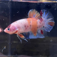 the-fish-farm Premium Male Betta Giant Plakat Multi-Coloured Male Betta - One Only - 6 Buy this Giant Plakat Multi-Coloured Male Betta - One Only - 1 in Australia