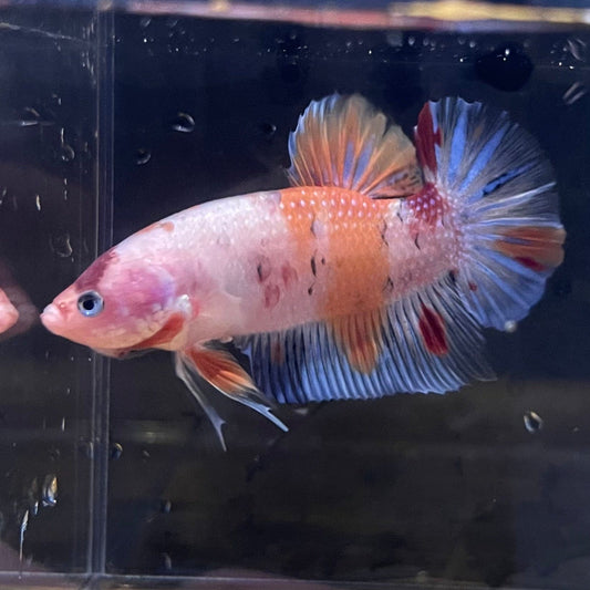 the-fish-farm Premium Male Betta Giant Plakat Multi-Coloured Male Betta - One Only - 6 Buy this Giant Plakat Multi-Coloured Male Betta - One Only - 1 in Australia