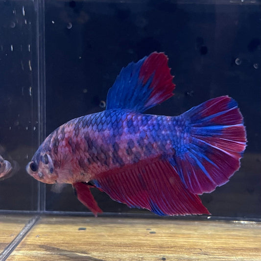 the-fish-farm Premium Male Betta Giant Plakat Multi-Coloured Male Betta - One Only - 7 Buy this Giant Plakat Multi-Coloured Male Betta - One Only - 1 in Australia