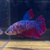 the-fish-farm Premium Male Betta Giant Plakat Multi-Coloured Male Betta - One Only - 7 Buy this Giant Plakat Multi-Coloured Male Betta - One Only - 1 in Australia
