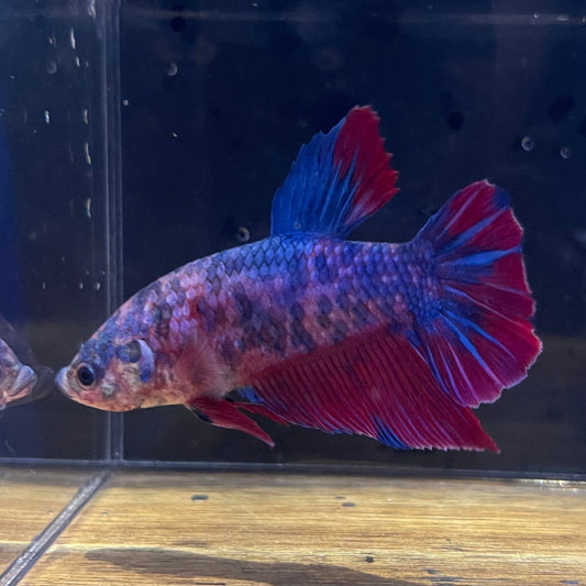 the-fish-farm Premium Male Betta Giant Plakat Multi-Coloured Male Betta - One Only - 7 Buy this Giant Plakat Multi-Coloured Male Betta - One Only - 1 in Australia