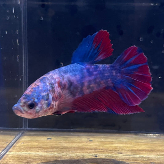 the-fish-farm Premium Male Betta Giant Plakat Multi-Coloured Male Betta - One Only - 7 Buy this Giant Plakat Multi-Coloured Male Betta - One Only - 1 in Australia