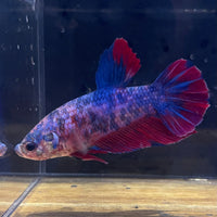 the-fish-farm Premium Male Betta Giant Plakat Multi-Coloured Male Betta - One Only - 7 Buy this Giant Plakat Multi-Coloured Male Betta - One Only - 1 in Australia