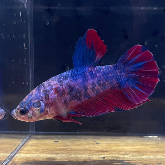 the-fish-farm Premium Male Betta Giant Plakat Multi-Coloured Male Betta - One Only - 7 Buy this Giant Plakat Multi-Coloured Male Betta - One Only - 1 in Australia
