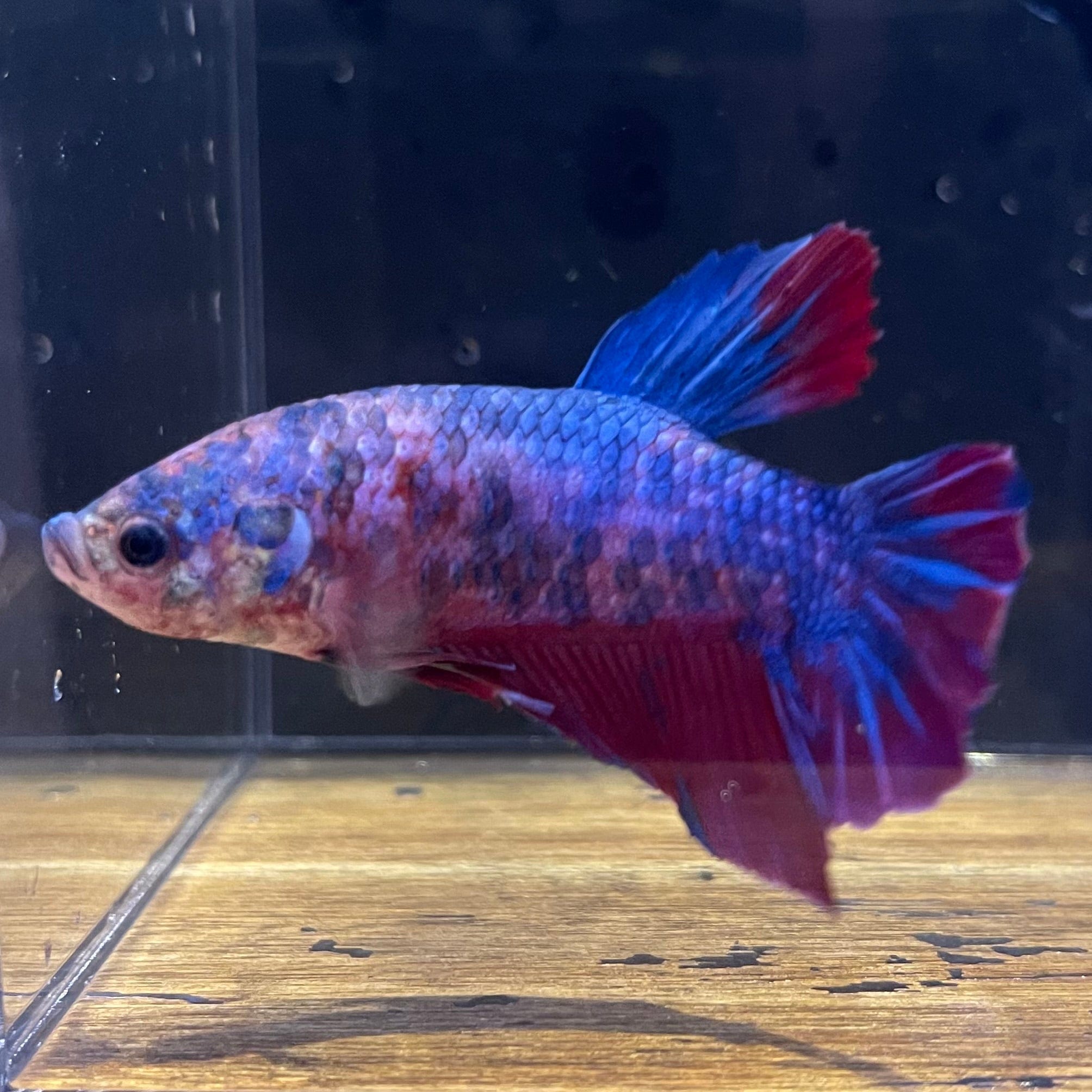 the-fish-farm Premium Male Betta Giant Plakat Multi-Coloured Male Betta - One Only - 7 Buy this Giant Plakat Multi-Coloured Male Betta - One Only - 1 in Australia