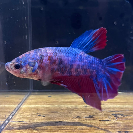 the-fish-farm Premium Male Betta Giant Plakat Multi-Coloured Male Betta - One Only - 7 Buy this Giant Plakat Multi-Coloured Male Betta - One Only - 1 in Australia