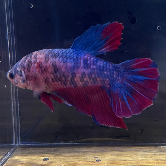 the-fish-farm Premium Male Betta Giant Plakat Multi-Coloured Male Betta - One Only - 7 Buy this Giant Plakat Multi-Coloured Male Betta - One Only - 1 in Australia