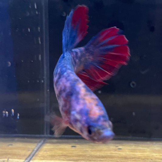 the-fish-farm Premium Male Betta Giant Plakat Multi-Coloured Male Betta - One Only - 7 Buy this Giant Plakat Multi-Coloured Male Betta - One Only - 1 in Australia