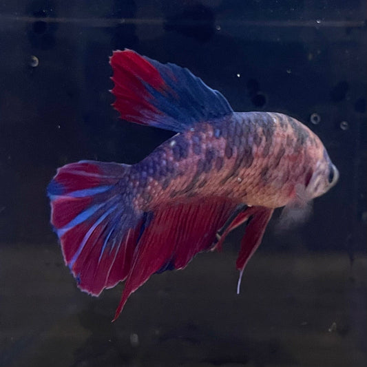 the-fish-farm Premium Male Betta Giant Plakat Multi-Coloured Male Betta - One Only - 7 Buy this Giant Plakat Multi-Coloured Male Betta - One Only - 1 in Australia